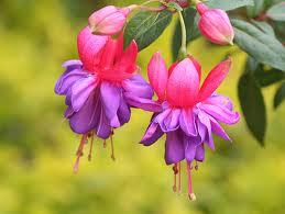 fuchsie